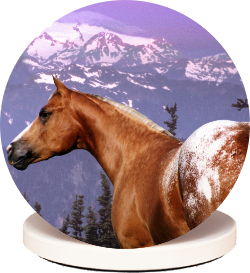 appcoaster.png